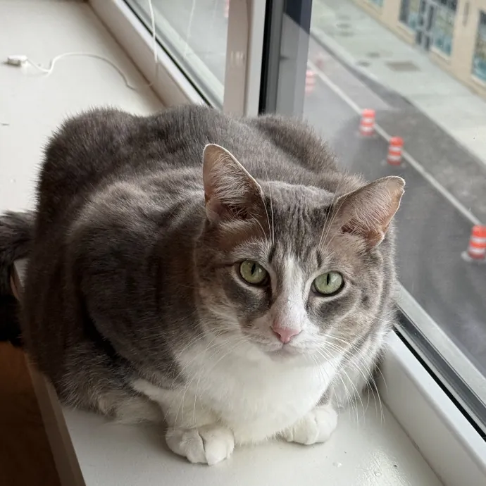 Soybean-Approved Cat Sitter