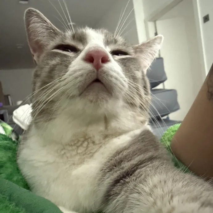 Soybean-Approved Cat Sitter photo 4