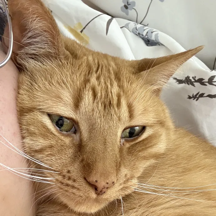 Soybean-Approved Cat Sitter photo 3