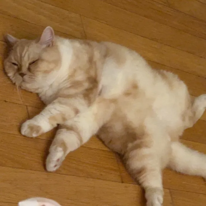 Soybean-Approved Cat Sitter photo 2