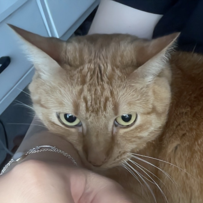 Soybean-Approved Cat Sitter photo 2