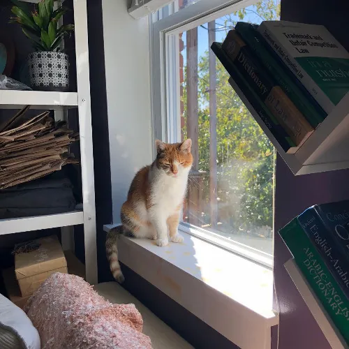 Melike's Purrfect Baltimore Cat-Sitting