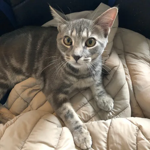 Melike's Purrfect Baltimore Cat-Sitting