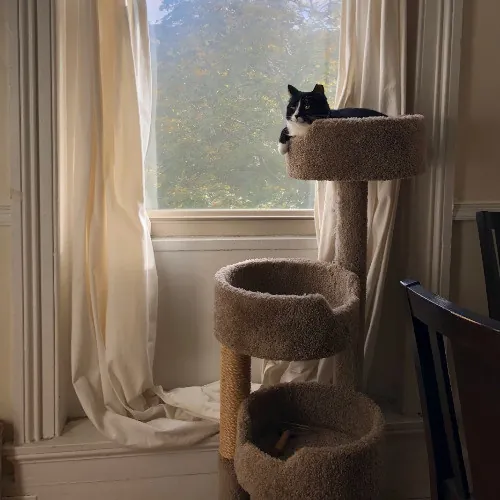 Melike's Purrfect Baltimore Cat-Sitting