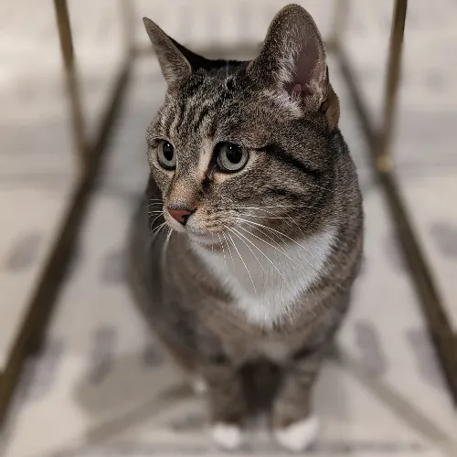 Melike's Purrfect Baltimore Cat-Sitting