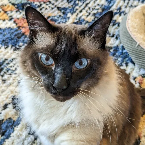 Melike's Purrfect Baltimore Cat-Sitting