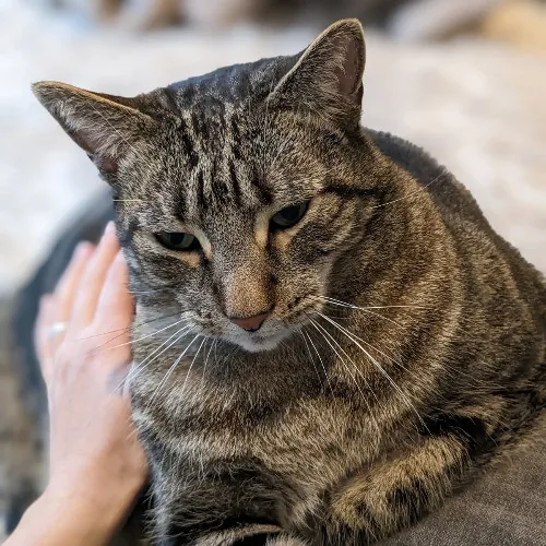 Melike's Purrfect Baltimore Cat-Sitting