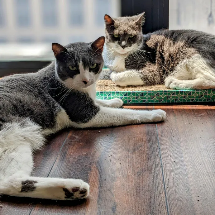 Melike's Purrfect Baltimore Cat-Sitting