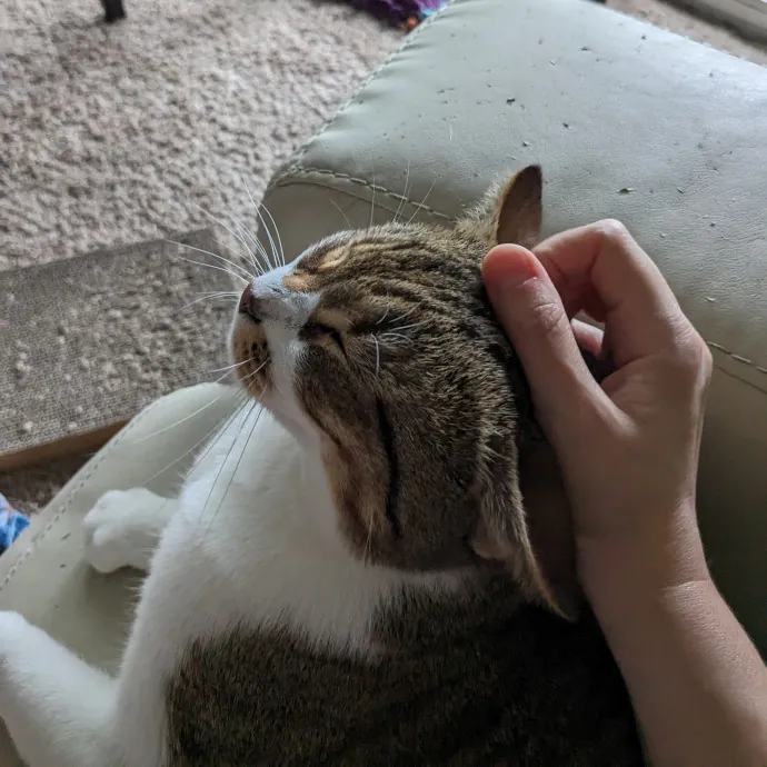 Melike's Purrfect Baltimore Cat-Sitting