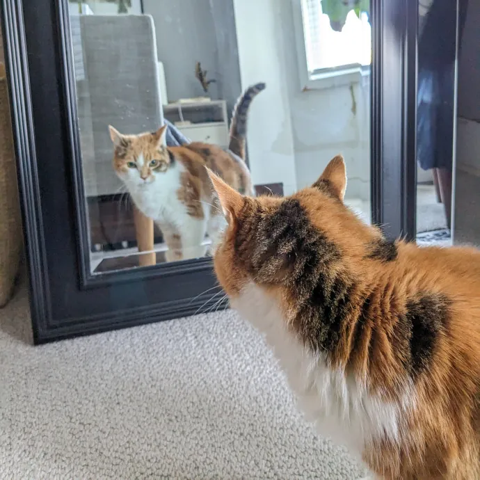 Melike's Purrfect Baltimore Cat-Sitting photo 4