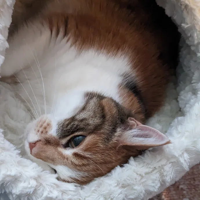 Melike's Purrfect Baltimore Cat-Sitting photo 3