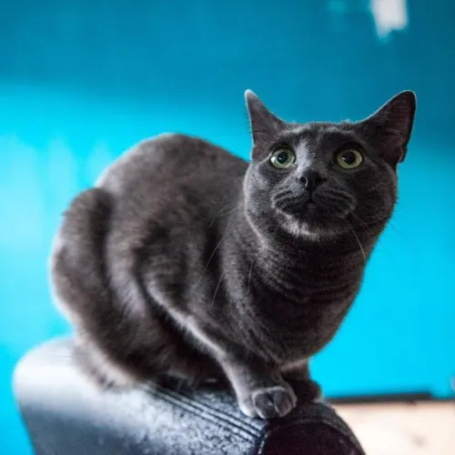 Melike's Purrfect Baltimore Cat-Sitting photo 2