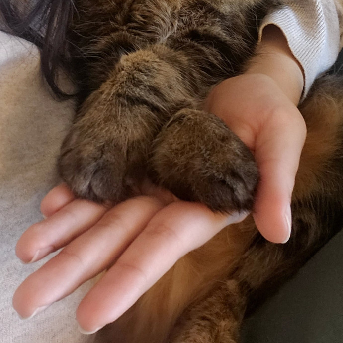 Cat Lover
