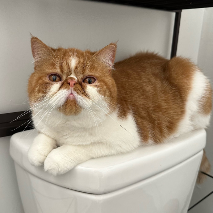 Massive Cat Lover With 4 Cats Of My Own