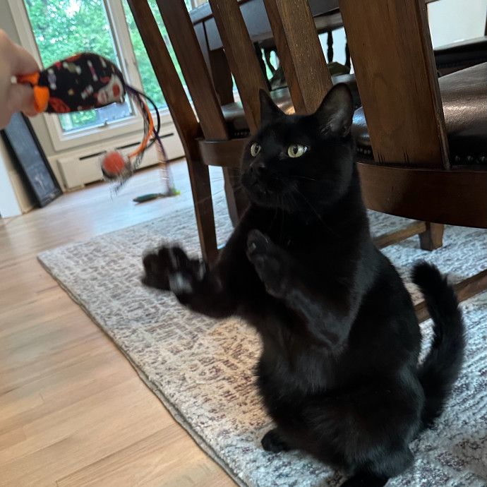 Massive Cat Lover With 4 Cats Of My Own