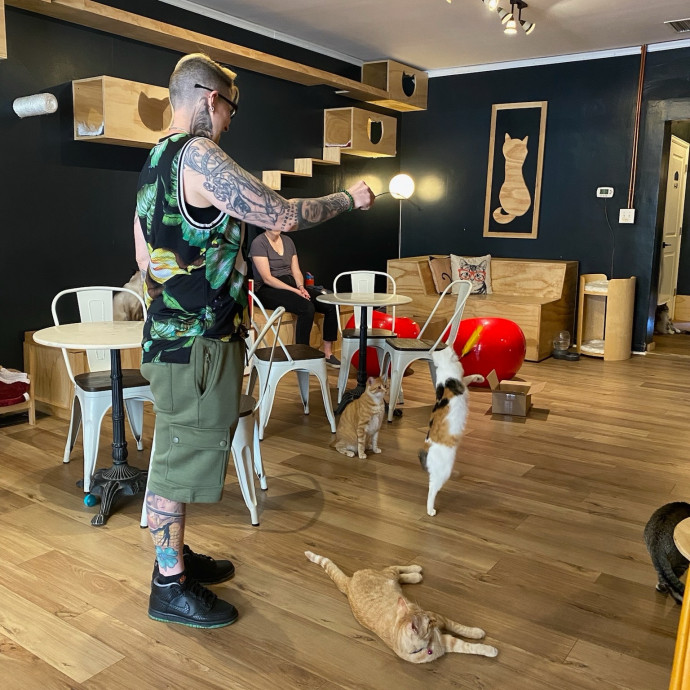 Massive Cat Lover With 4 Cats Of My Own photo 3