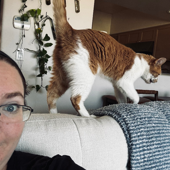 Pampered Purrs  Kitten To Super Senior