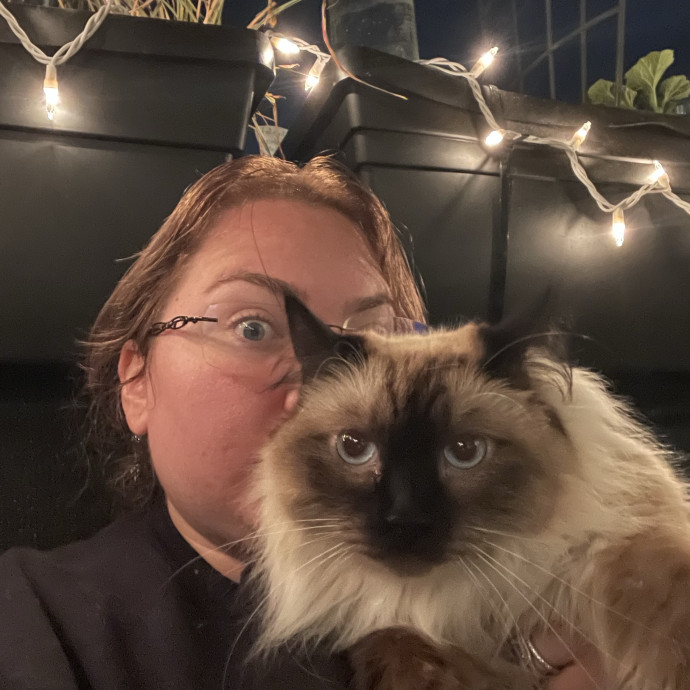 Pampered Purrs  Kitten To Super Senior