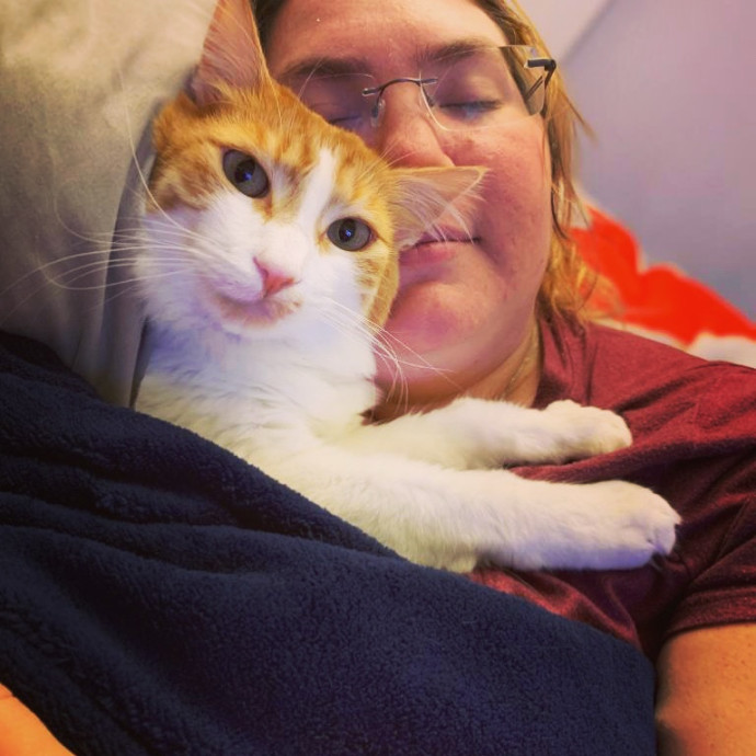 Pampered Purrs  Kitten To Super Senior