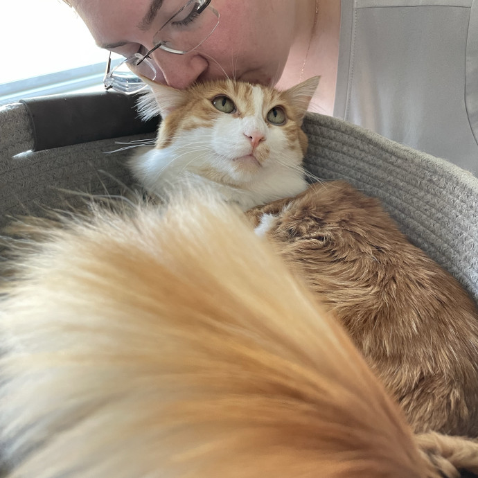 Pampered Purrs  Kitten To Super Senior