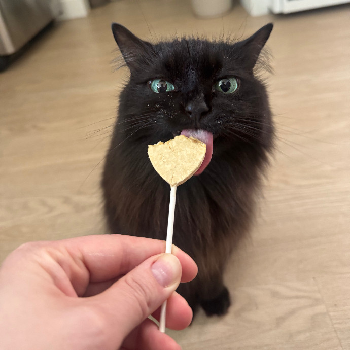 Pampered Purrs  Kitten To Super Senior