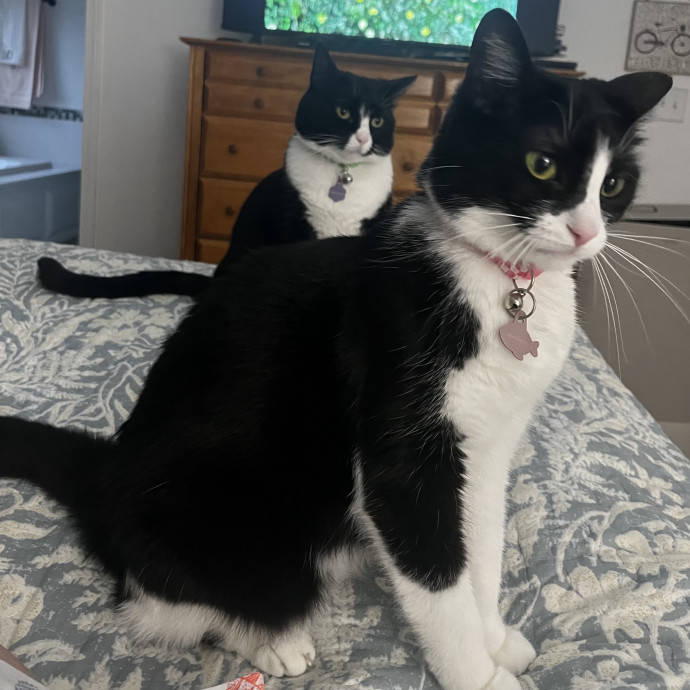 Comfort Care For Your Cat By A Cat Mom