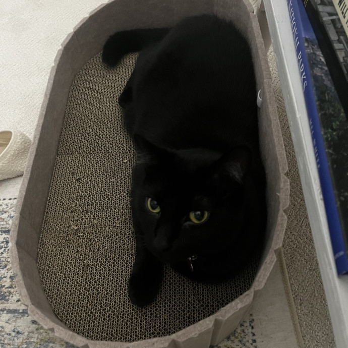 Comfort Care For Your Cat By A Cat Mom