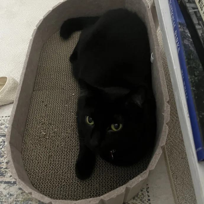 Comfort Care For Your Cat By A Cat Mom