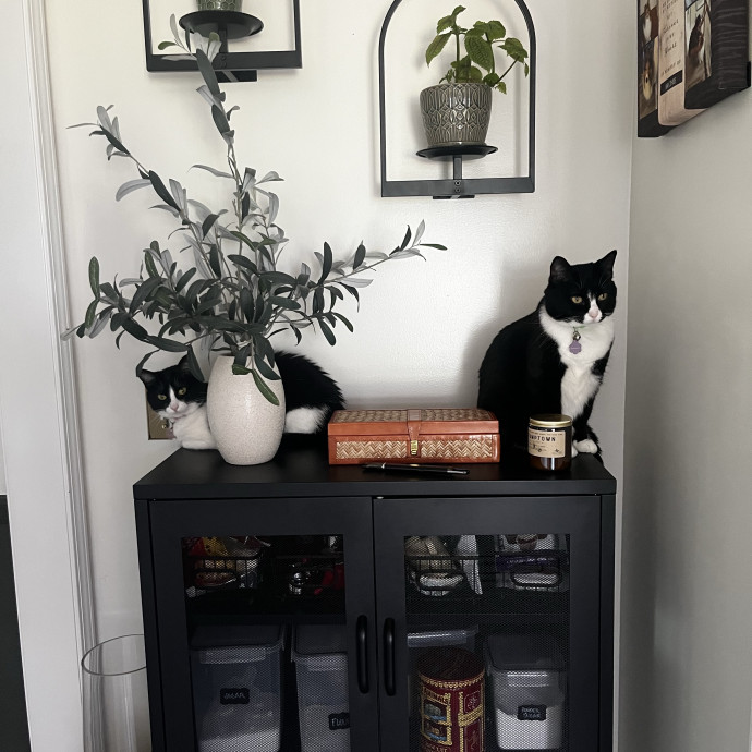 Comfort Care For Your Cat By A Cat Mom