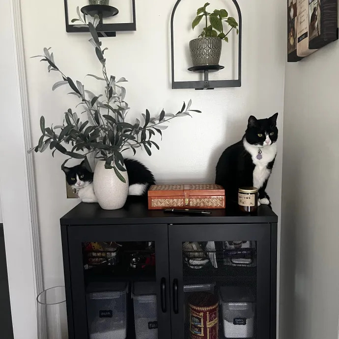 Comfort Care For Your Cat By A Cat Mom