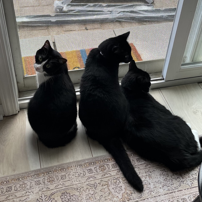 Comfort Care For Your Cat By A Cat Mom