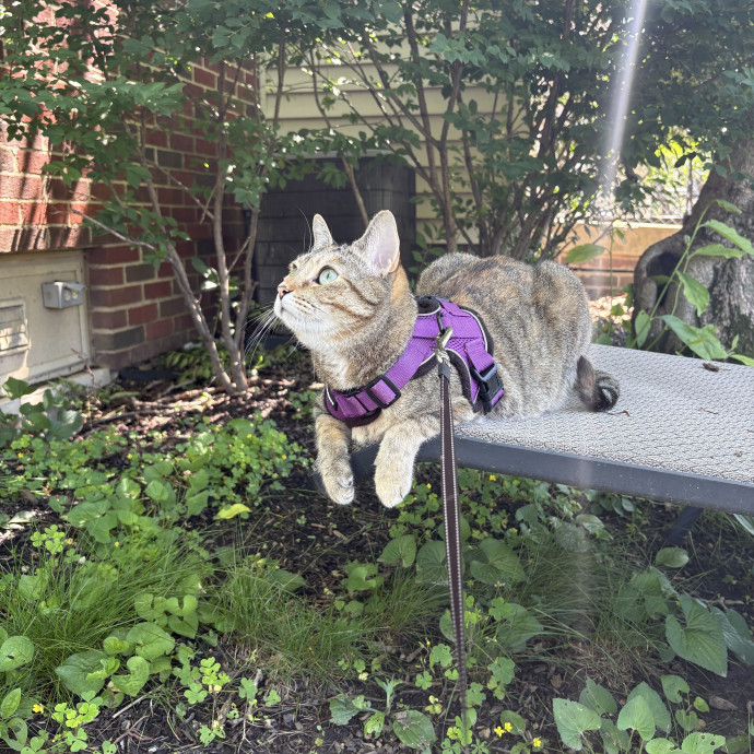 Trusted Cat Sitter