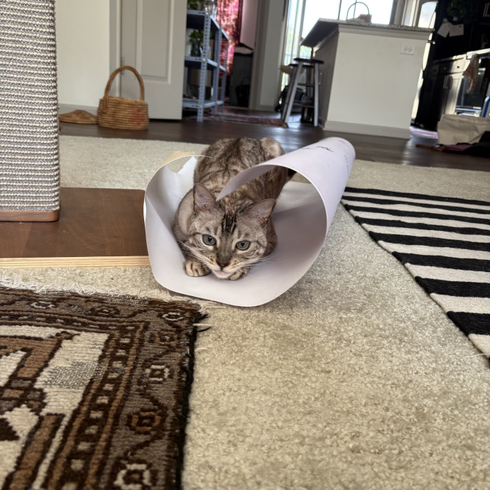 Trusted Cat Sitter