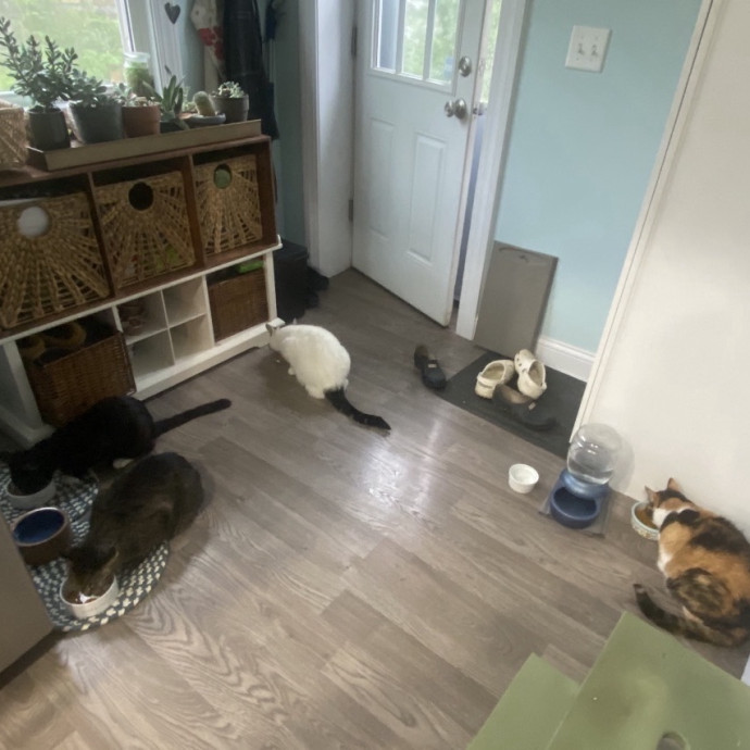 Trusted Cat Sitter
