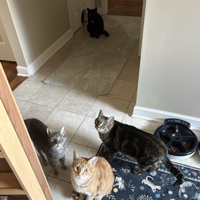 Trusted Cat Sitter photo 3