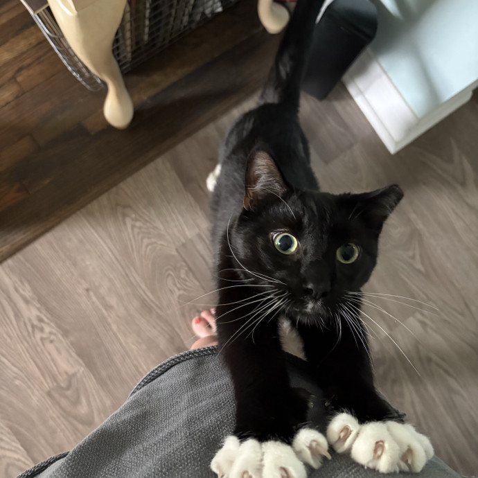 Trusted Cat Sitter photo 2
