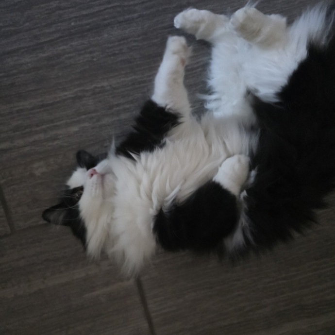 Animal Lover photo 3