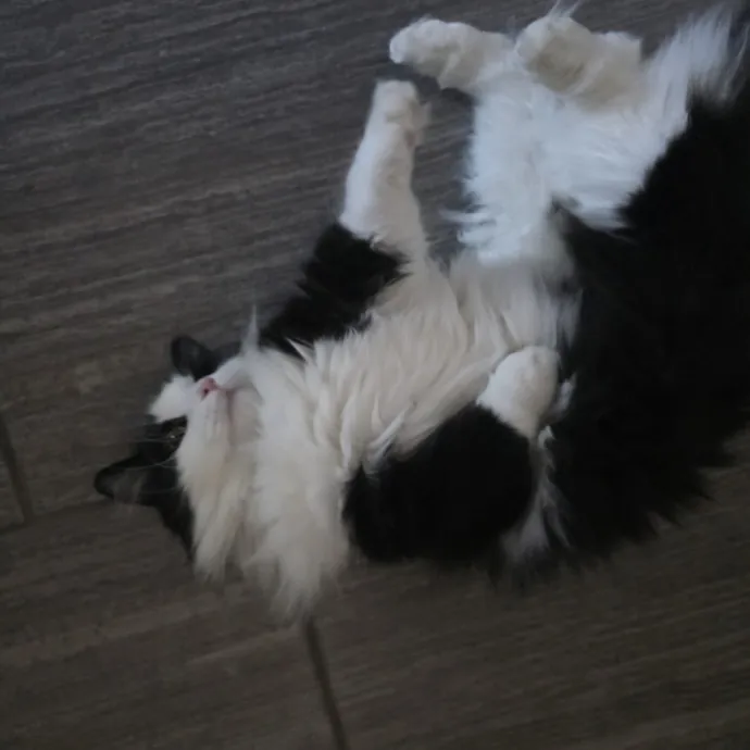 Animal Lover photo 3