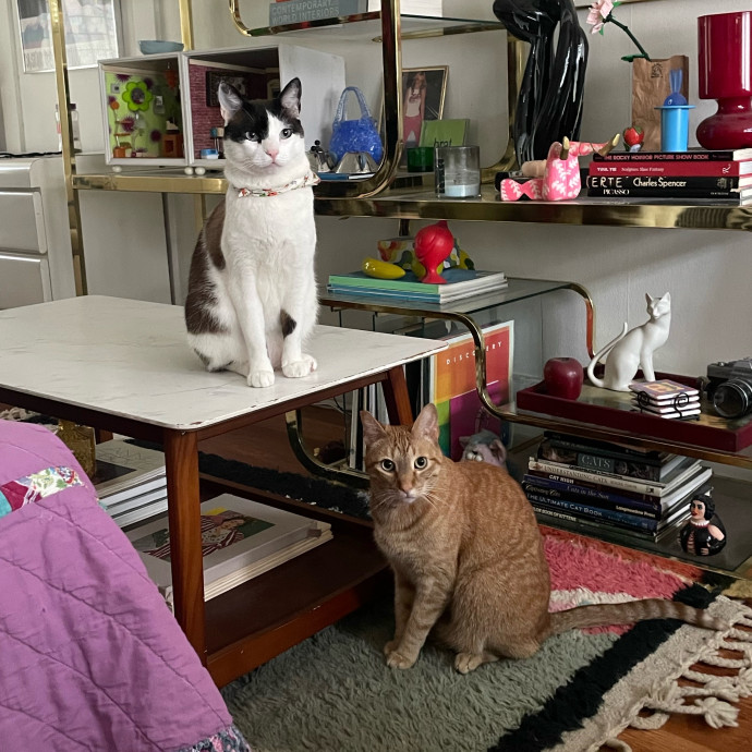 Tal The Kitty Sitter photo 2