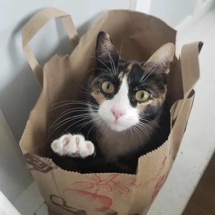 Treats Toys  Top Tier Attention