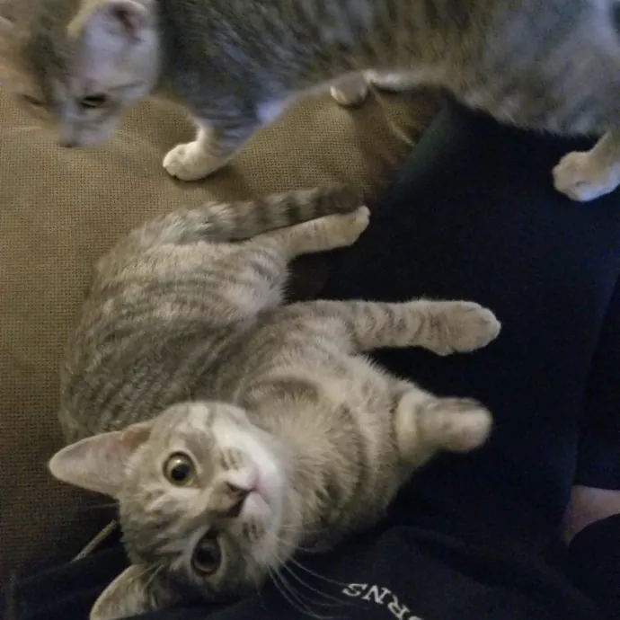 Treats Toys  Top Tier Attention
