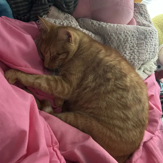 I'm A Total Cat Purr-Son photo 3