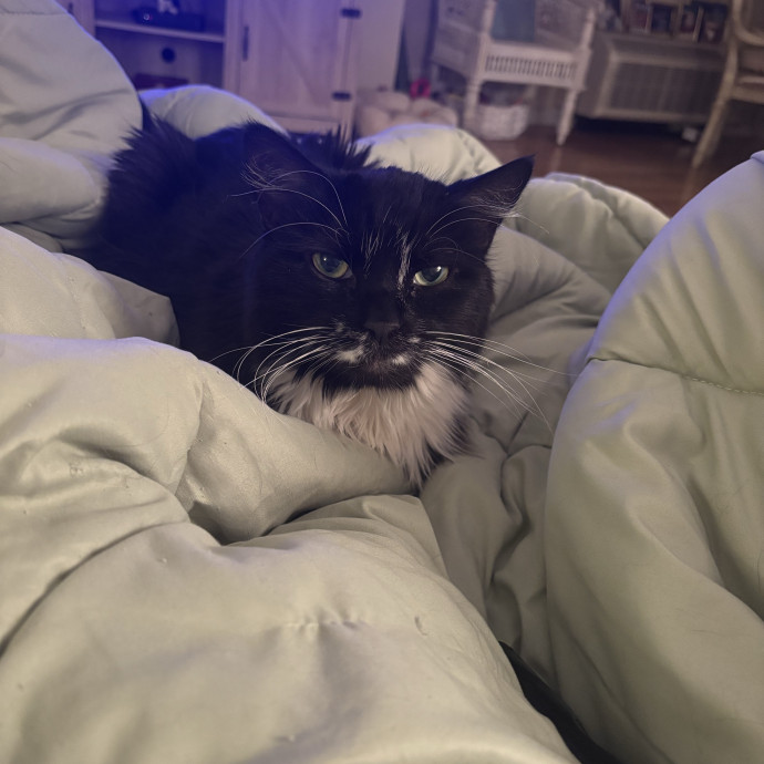 Cat Momfoster Mom