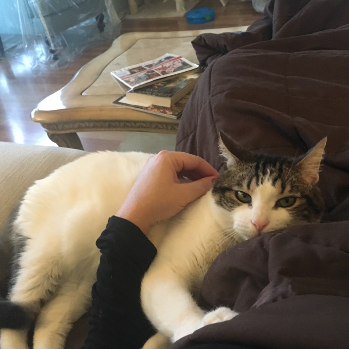 Cat Momfoster Mom photo 3