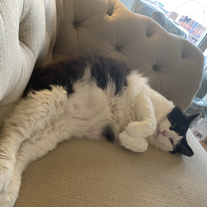 Cat Momfoster Mom photo 2