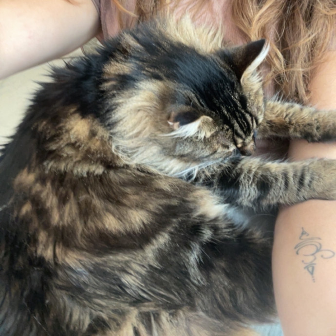 Purrfect Paws Pet Care By Jessica photo 2