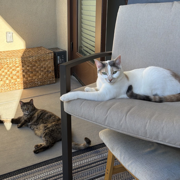Cat Owner  Animal Lover  photo 3