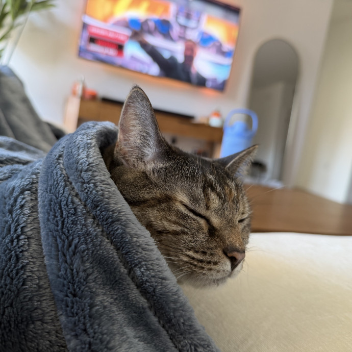 Cat Owner  Animal Lover  photo 2