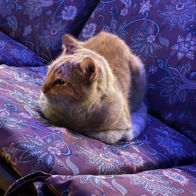 Cat And Plant Lover photo 3