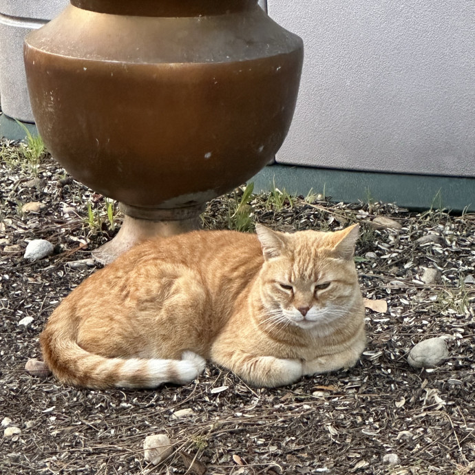 Cat And Plant Lover photo 2